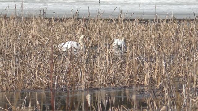 как приучить щенка не бояться воды смотреть онлайн