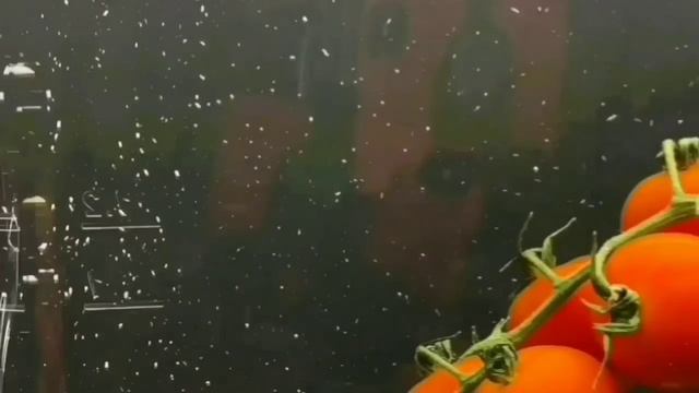 ЧЕКИ ПОКАЖЕШЬ В ФАС! ПИРАТСКАЯ ЖИЗНЬ. ОБЗОР.