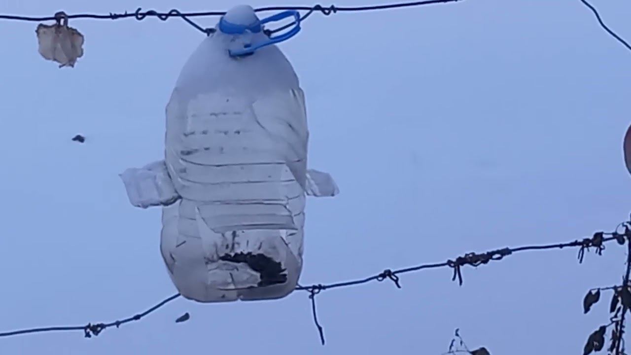 Наши крылатые друзья. смотреть онлайн