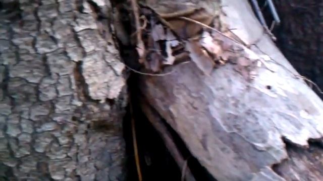 Liometopum occidentale (Velvety Tree Ants) trailing - Trabuco Canyon, CA 12-8-2012 смотреть онлайн