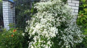 Клематис манчжурский (-30-35С) ароматный