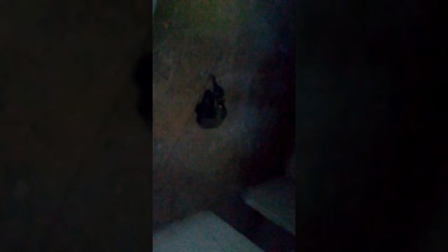 мы на улица Терешковой нашли котят и они жили в подвале там очень тепло и страшно смотреть онлайн