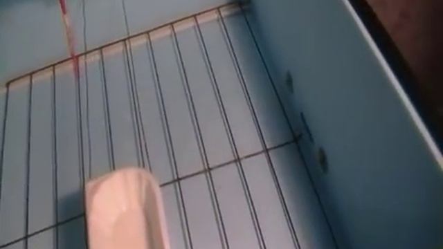 Мои домашние инкубаторы смотреть онлайн