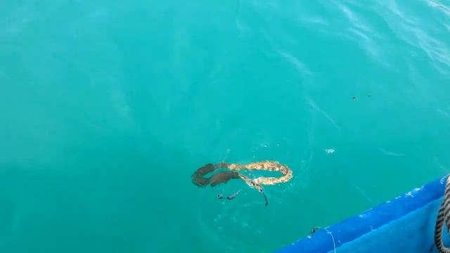 Морская змея остров Панган Таиланд смотреть онлайн