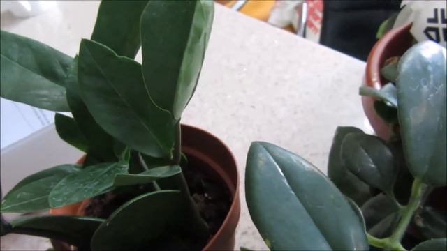 PLANT HAUL 3 смотреть онлайн