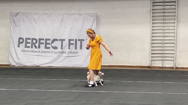 Танцы с собаками. Dog dance. Тимошина Светлана & Гувер. Танец "А я милого узнаю…" 25.02.2023г. смотреть онлайн