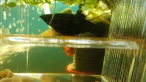 Роды моллинезии  Как рожают рыбки