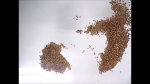 Сказка о гречневой каше