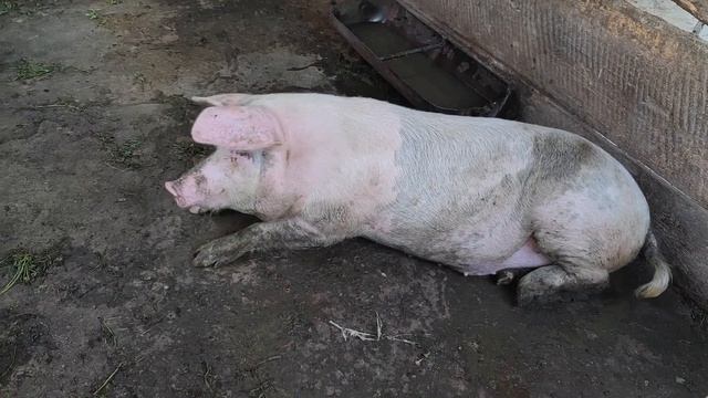Свиньи в базу ✅ Понаблюдал за хрюшками ✅ Это настоящие свиньи ❗❗❗