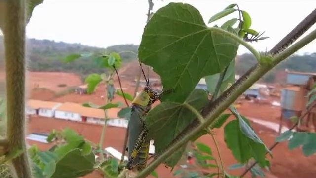 Живая машина для уничтожения растительности смотреть онлайн
