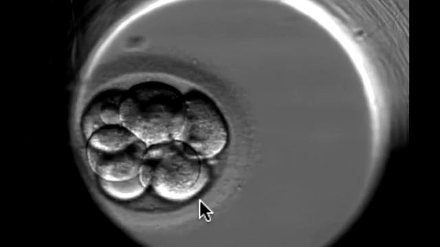 Развитие эмбриона