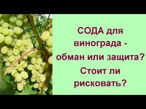 Правильные меры против серой гнили на винограде//Виноград, болезни, лечение и профилактика
