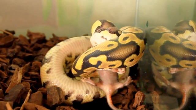 ужин python regius (lemon pastel) смотреть онлайн