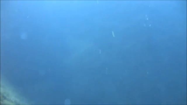 Шри Ланка Дайвинг Хиккадува 1 часть -  Sri Lanka Diving Hikkaduwa Part 1 Barracuda Diving Center