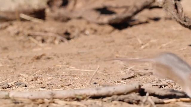 МЕДОЕДУ на все ПОФИГ! Самый ЗЛОЙ барсук! Медоед против льва, леопарда, змеи... Медоед в деле!