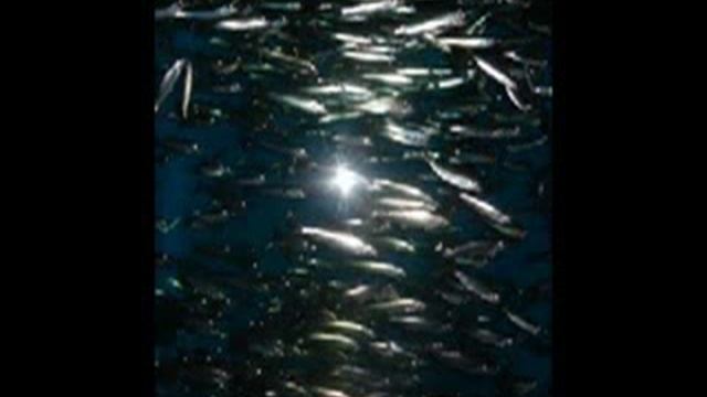 стих шпроты