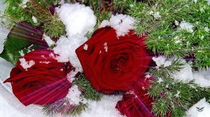 Гудзон - Умирают Розы