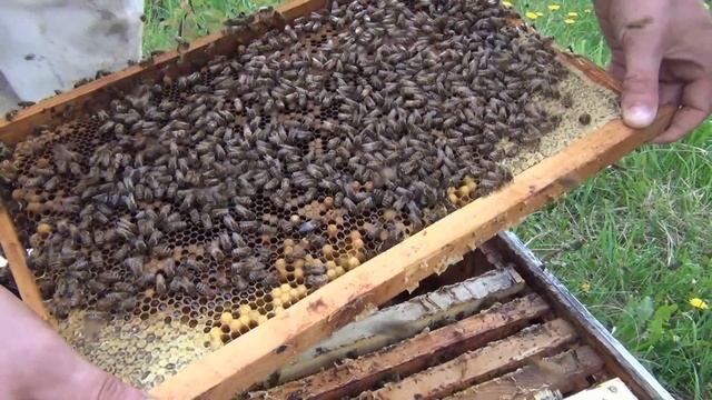 Начинающий пчеловод решил Купить Пчел Бакфаст и приехал к нам смотреть онлайн