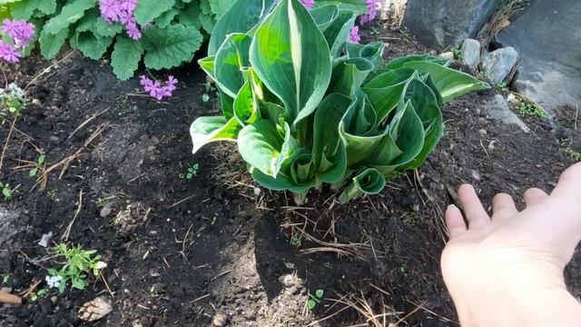 Чем подкормить хосты и цветы. Мое проверенное удобрение смотреть онлайн