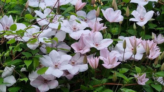 Клематис Pope Jan Pawel II Ян Павел II