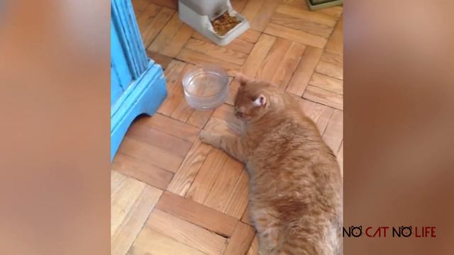 Самая симпатичная подборка "ЖИРНЫХ КОТОВ" 😻😻😻 смотреть онлайн