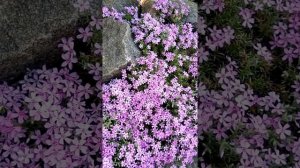 Мыльнянка базиликовая,посадка,уход,выращивание