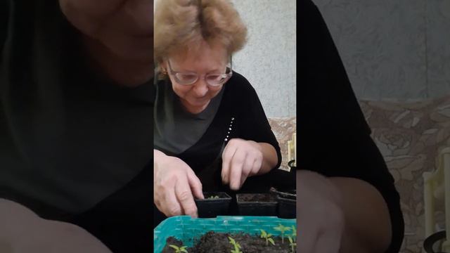 Пересаживаю томаты комнатные. смотреть онлайн