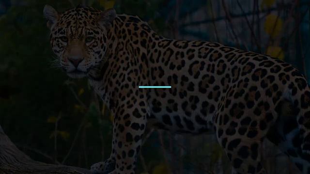 ТОП 5 самых опасных кошек на планете!!! Most dangerous!!! смотреть онлайн