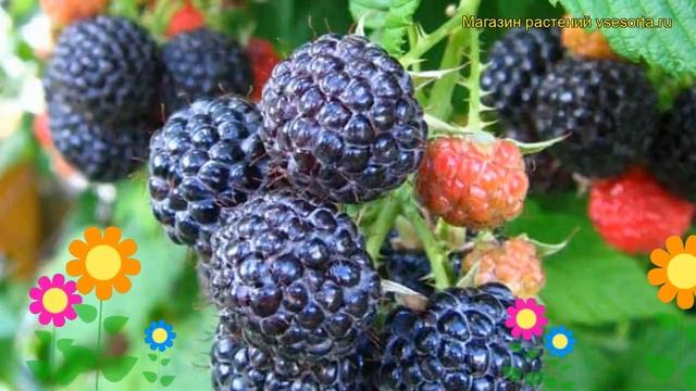 Малина черная Кумберленд. Краткий обзор, описание характеристик rubus idaeus Kumberlend смотреть онлайн