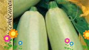 Кабачок Ролик (Кабачок Rolik). Краткий обзор, описание характеристик, где купить семена Rolik