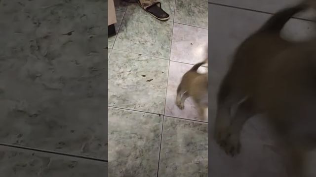 щенки Помчи , 2 месяца смотреть онлайн