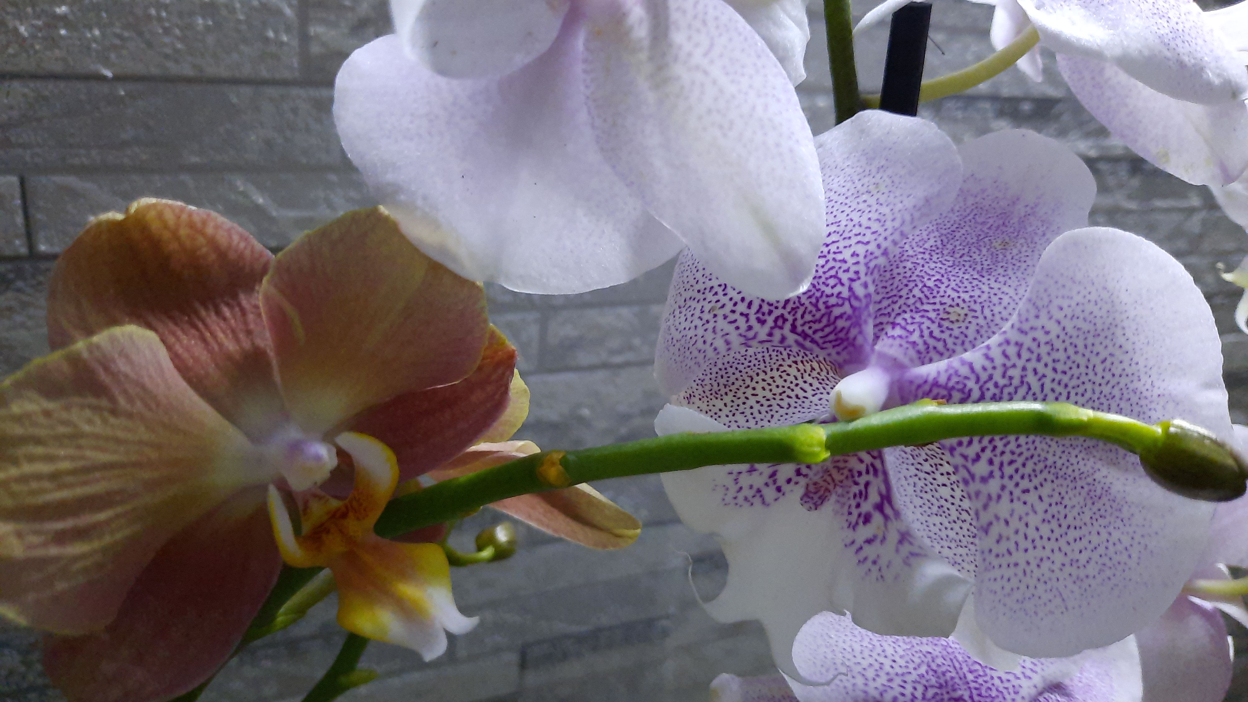 ПОКУПКИ ОРХИДЕЙ //21.06.24// смотреть онлайн