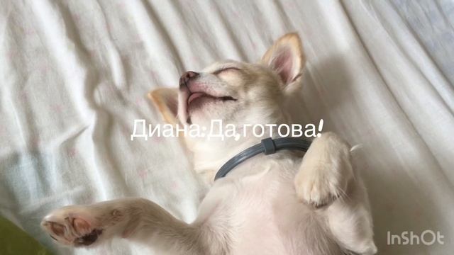 Лакомства для собаки|своими руками смотреть онлайн