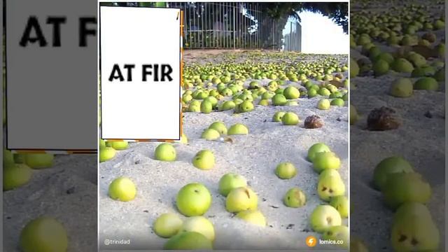 The Deadly Manchineel Tree смотреть онлайн