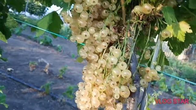 Біла смородина Баяна. смотреть онлайн