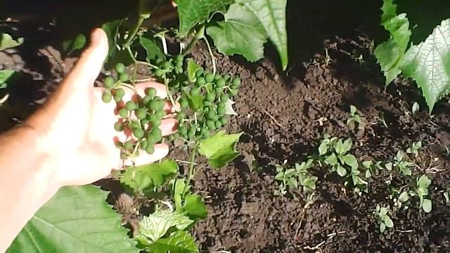 Завязь винограда в Воронеже, 2019 год! смотреть онлайн