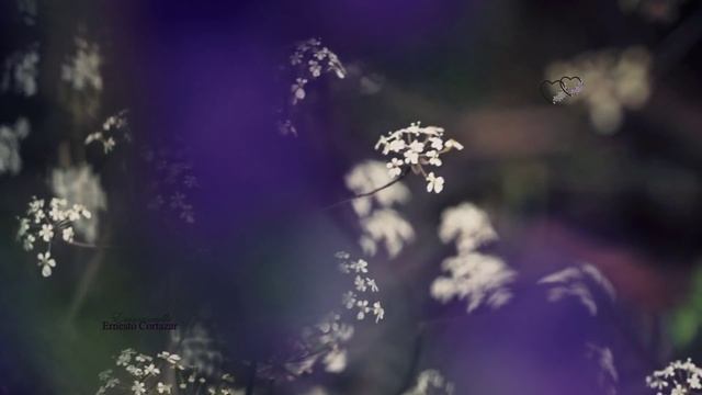 Ernesto Cortazar - Emmanuelle's Theme смотреть онлайн