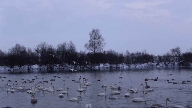Лебединое озеро 7_02_15г. смотреть онлайн