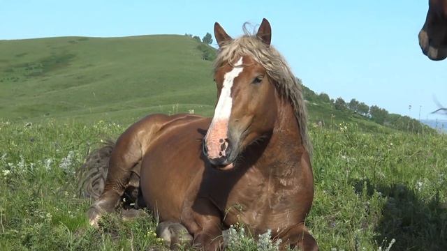 Как я будил жеребца смотреть онлайн