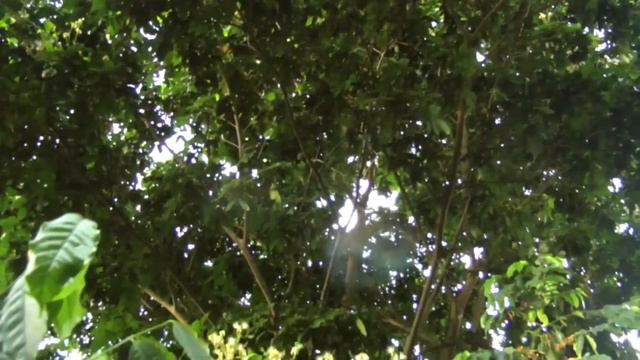 Peanut Butter Fruit and Ice Cream Beans | Bunchosia glandulifera | HD Video смотреть онлайн