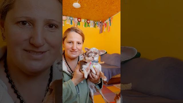 #чихуахуа Марго мрамор МЕРЛЕ Кастропуло Крым мама папа я,щенок зарезервирован Кастропуло Крым смотреть онлайн