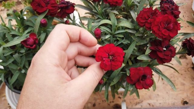 ЭНТОМОФАГИ В ЦВЕТОЧНОМ БИЗНЕСЕ. Результаты подселения хищных клещей. смотреть онлайн