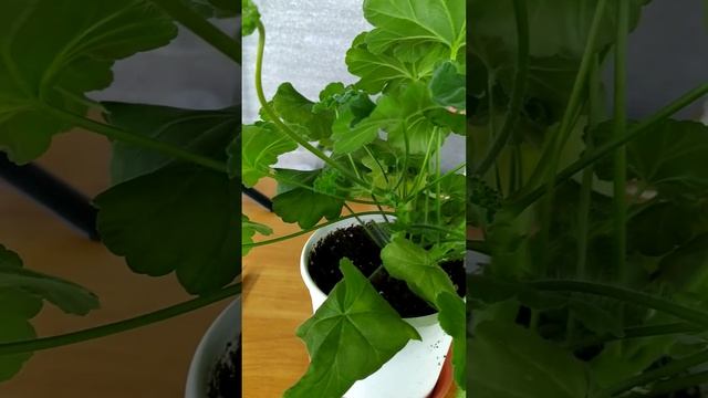 Красоточка Ю Лариса Огудалова#pelargonium #цветы #пеларгонии смотреть онлайн