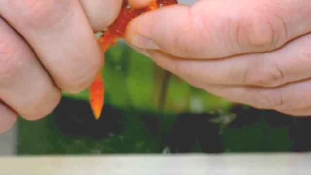 Оснащение приманки Mik Maus от ТМ Fanatik смотреть онлайн