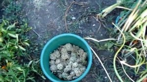 Пришла пора собирать семена лука. Сбор чернушки