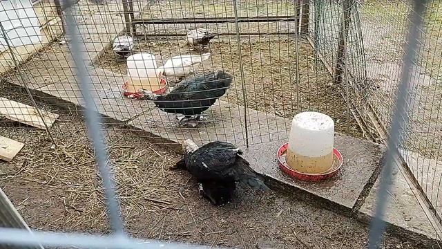 Скрещивание бегунка и селезня индоуток смотреть онлайн