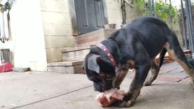 How I Train Puppies To Eat RAW Food with my Pack - Pack Mukbang (Pack-bang) смотреть онлайн