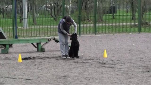 Первая попытка сдачи экзамена по Защитно Караульной Службе. смотреть онлайн