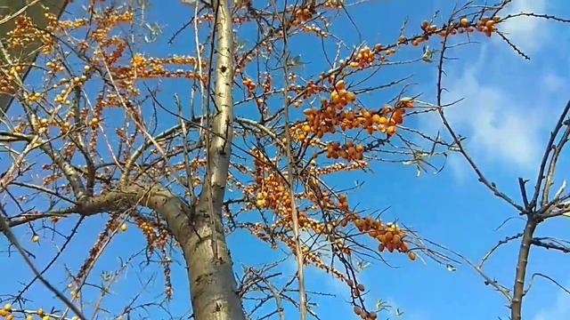 Плюсы и минусы облепихи / Зачем я посадил облепиху на участке? смотреть онлайн