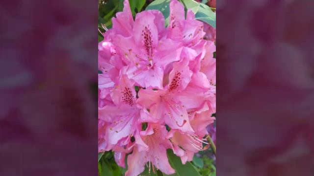 OM SHANTI OM MANTRA - PEACE CHANT @RisharIsha11 смотреть онлайн